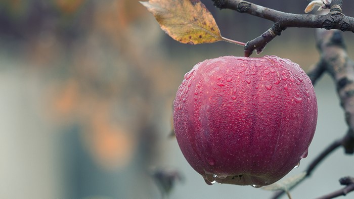 4K Apple with Water Droplets on Branch