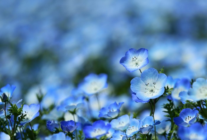 Field of blue Nemophila flowers