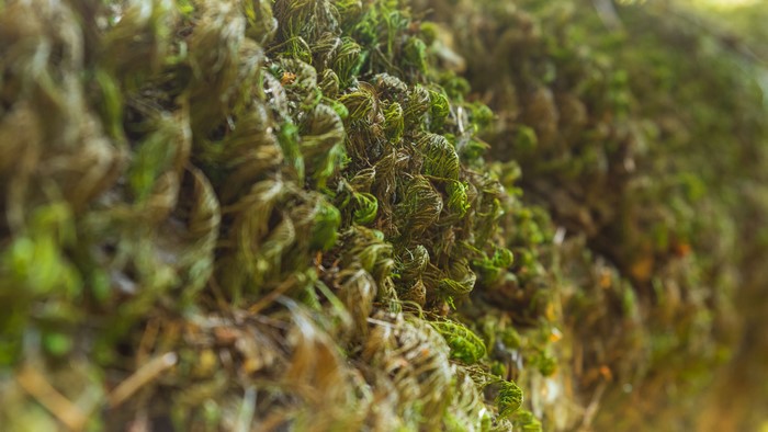 4K Moss Closeup Nature Plants