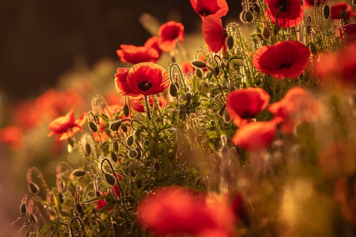 Field of red poppies in soft sunlight