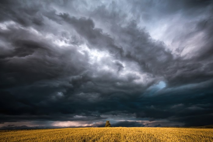 Stormy clouds over a golden field with a lone tree