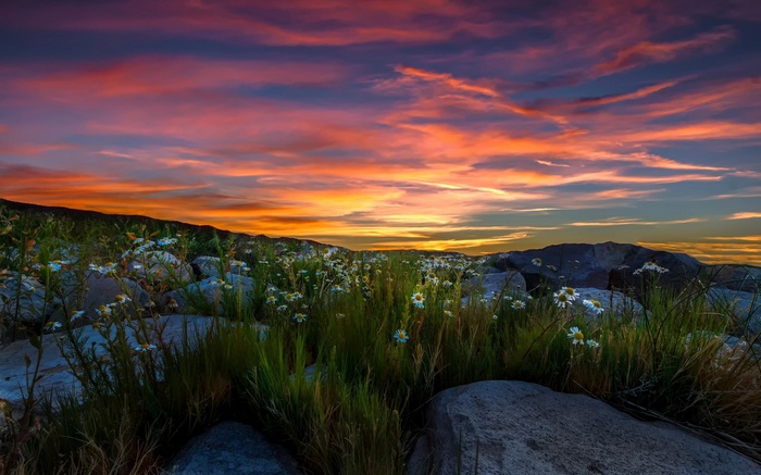 Wildflowers and rocks at sunset
