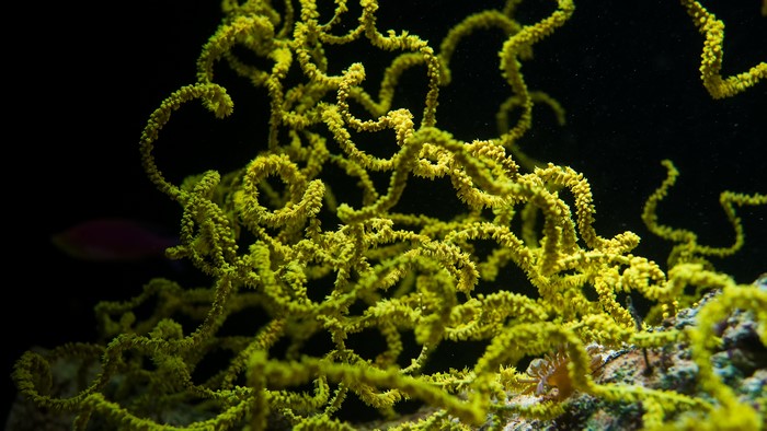 4K underwater green coral