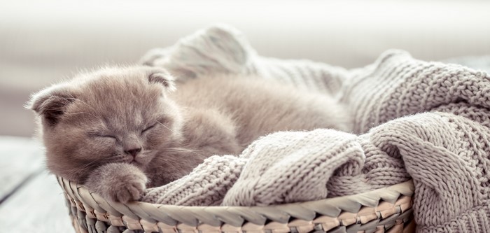 A sleeping kitten in a basket with a blanket