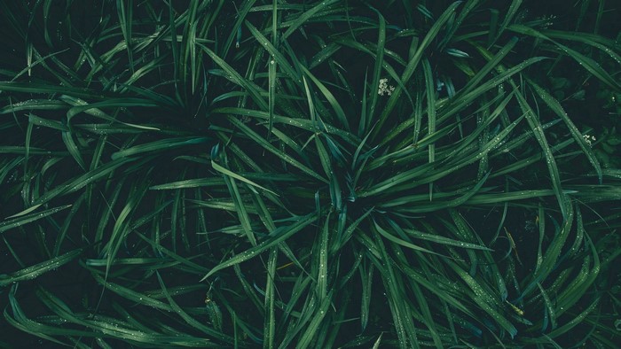 Green grass with water drops