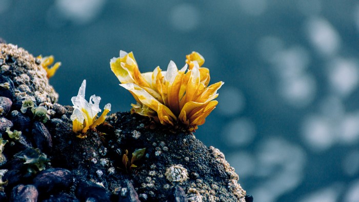 Yellow and white sea creature on rocks with blue water