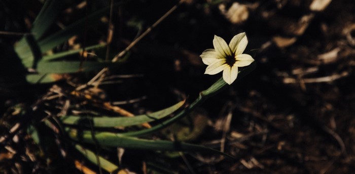 A single yellow wildflower with a dark center.
