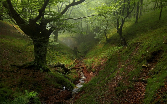 Misty forest with a stream and mossy trees