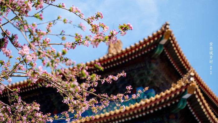 Pink cherry blossoms in front of the Forbidden City architecture