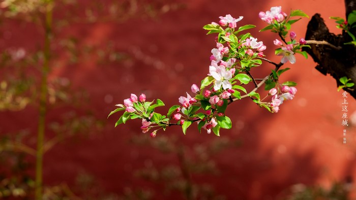 Pink and white apple blossoms on a branch against a red wall