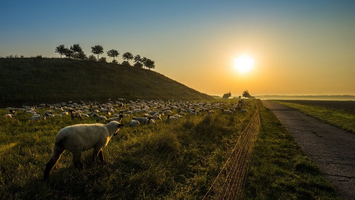 Sheep grazing in a field at sunset