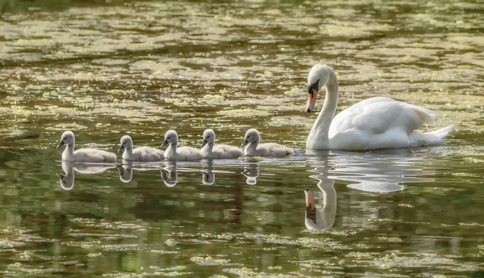 Mother swan and cygnets swimming in water