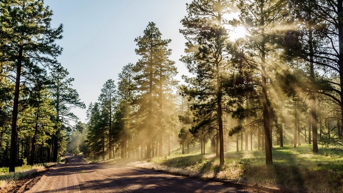 Sun rays through pine trees on a dirt road