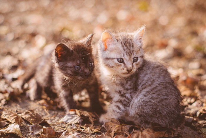 Two kittens sitting on fallen leaves