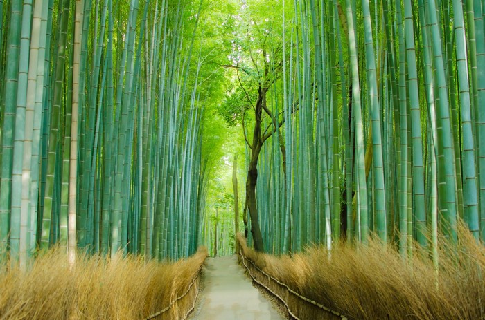 A path through a dense bamboo forest with dry grass