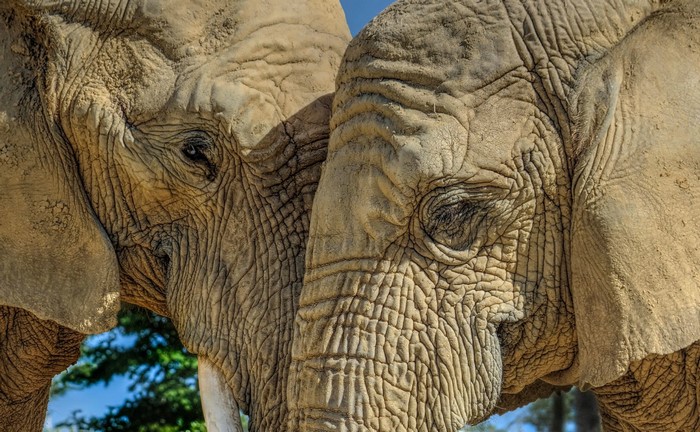 Close-up of two elephants' faces