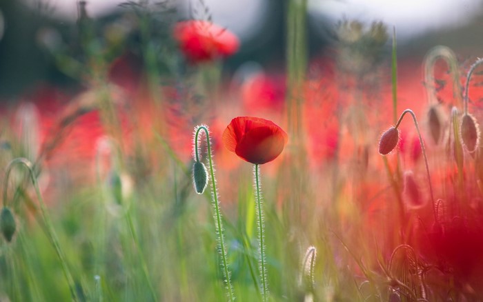 Field of red poppies with green stems and buds