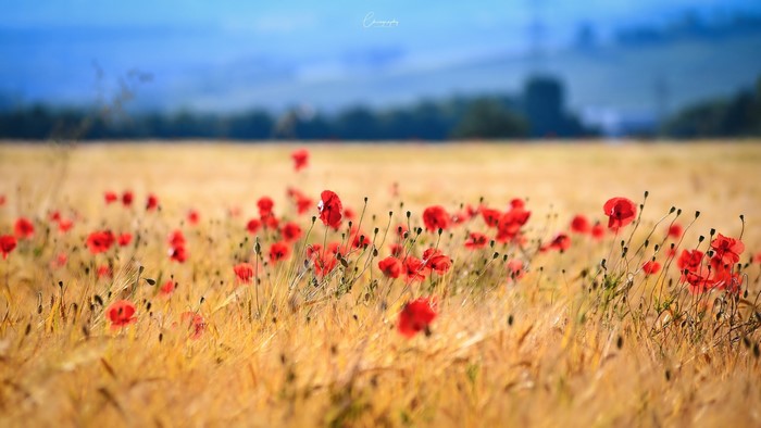 Field of red poppies in golden wheat