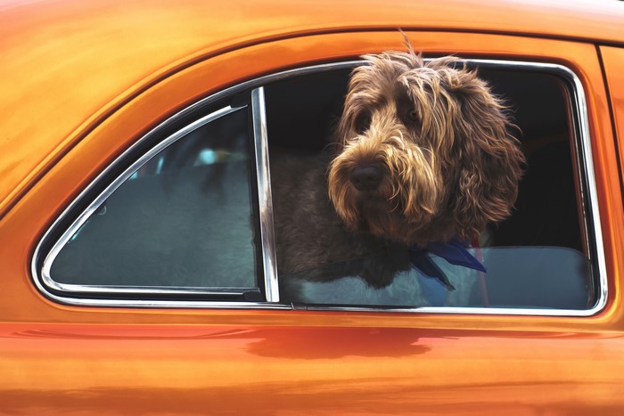 Brown dog with blue bandana in orange car window
