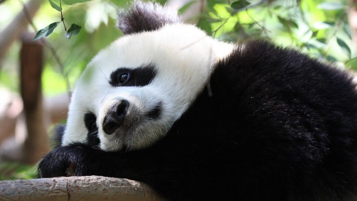 Giant panda resting on a tree branch