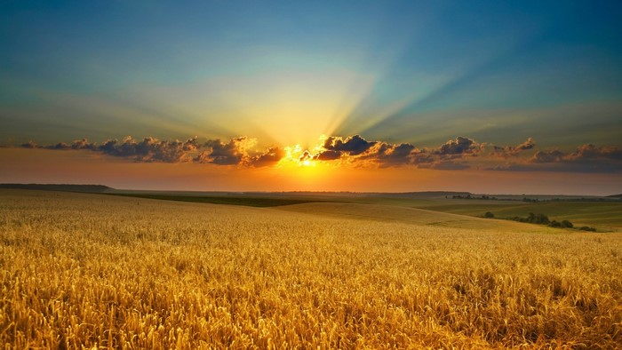 Sunset over a golden wheat field