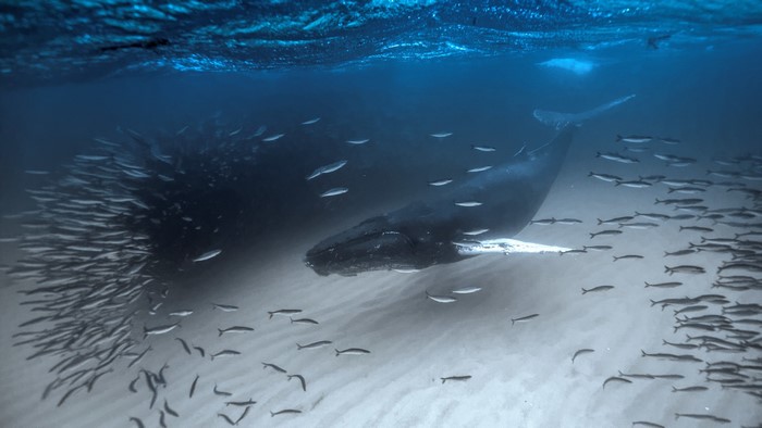 Humpback whale swims with a school of fish underwater