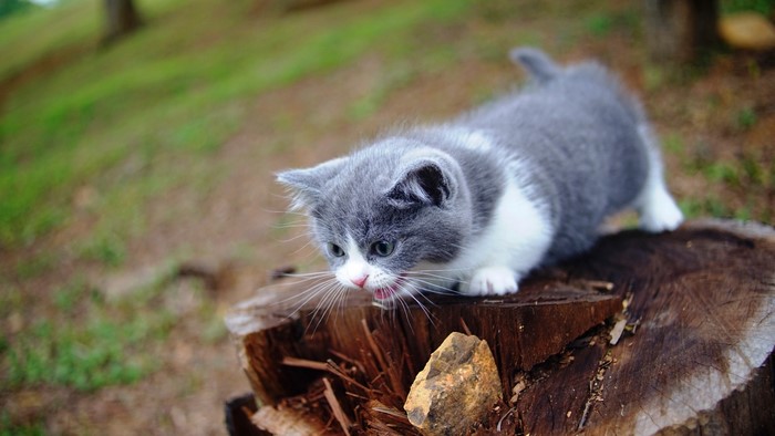 A grey and white kitten on a tree stump