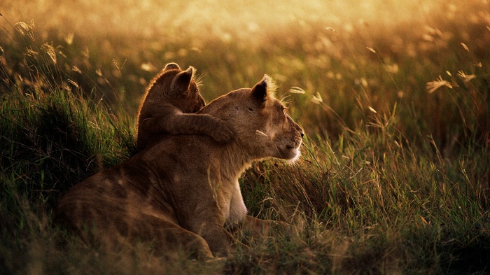 Lioness and cub in tall grass at sunset