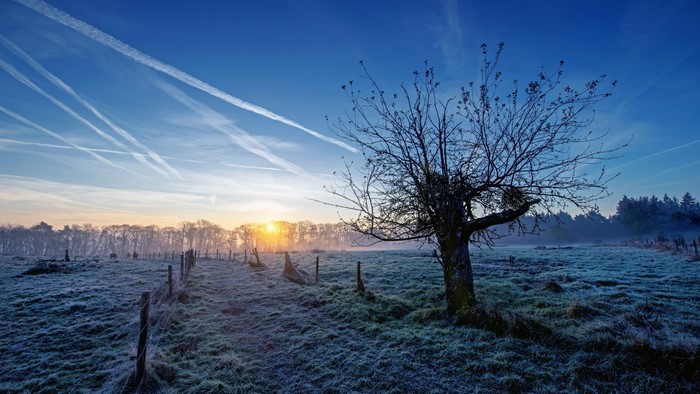 4K frosty field with bare tree and contrails at sunrise