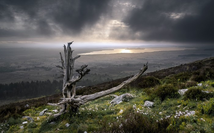 Dead tree on a hill overlooking a lake at sunset