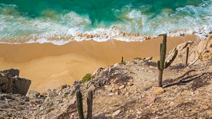 Cactus on a rocky cliff overlooking a sandy beach and the ocean