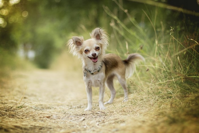 Long-haired chihuahua dog standing on a path