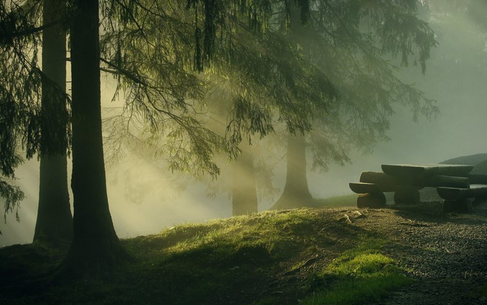 Misty forest with sunbeams and a picnic table