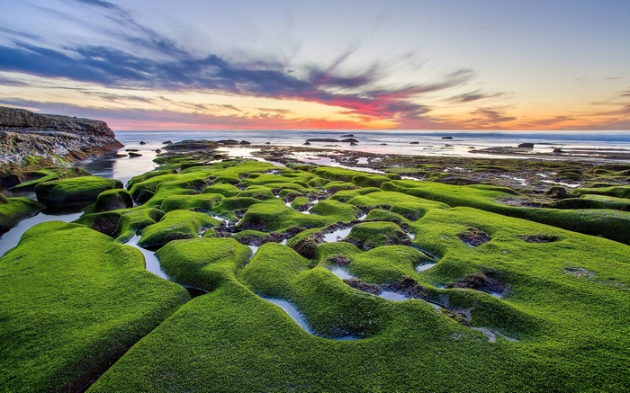 Mossy rocks and ocean at sunset
