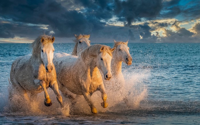 Four white horses running through the ocean