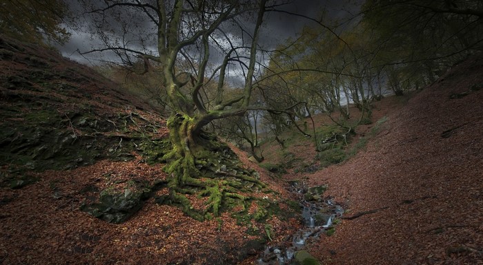 Mossy tree roots by a stream in a forest