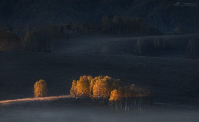 Trees in golden light on a misty hillside