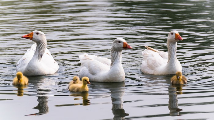 Three geese and four goslings swimming in water