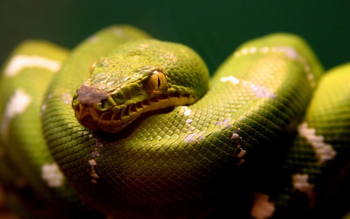 Emerald Tree Boa coiled on a dark background