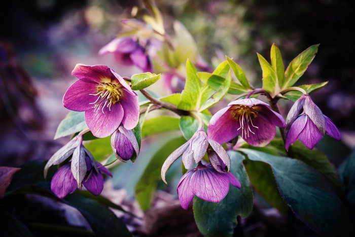 Purple Hellebore flowers blooming on a branch