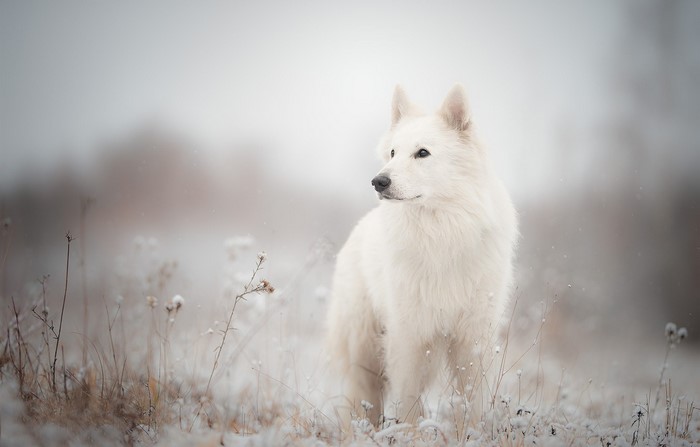 White German Shepherd dog in a snowy field
