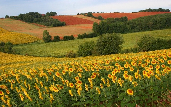 Field of sunflowers with rolling hills and red soil