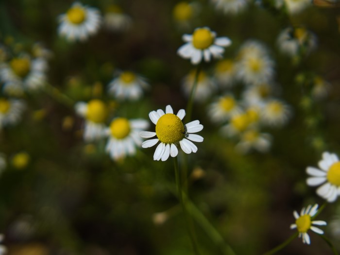 4K Chamomile flowers macro photography