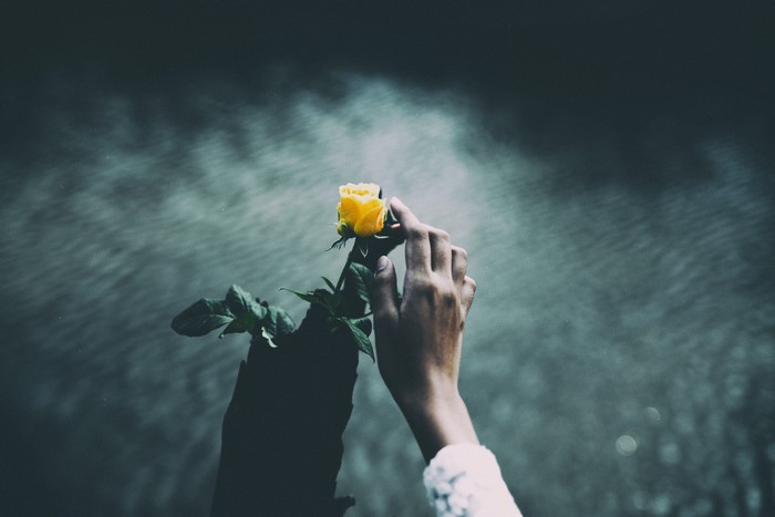Hand holding a yellow rose over water
