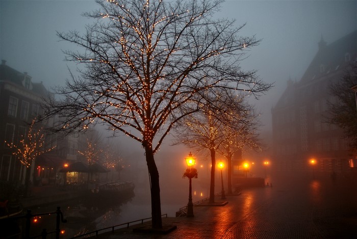 Trees with Christmas lights in foggy town at night