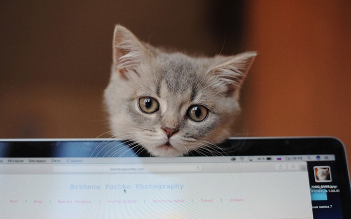 Kitten peeking over a laptop screen