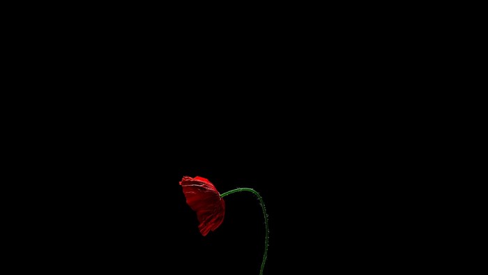 Red poppy flower on a black background