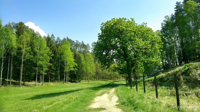 Dirt path through a green forest with a fence