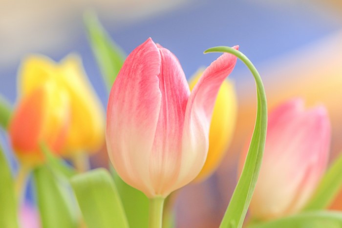 Close-up of pink and yellow tulips