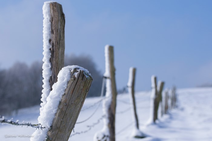 Wooden fence posts covered in snow in a winter landscape